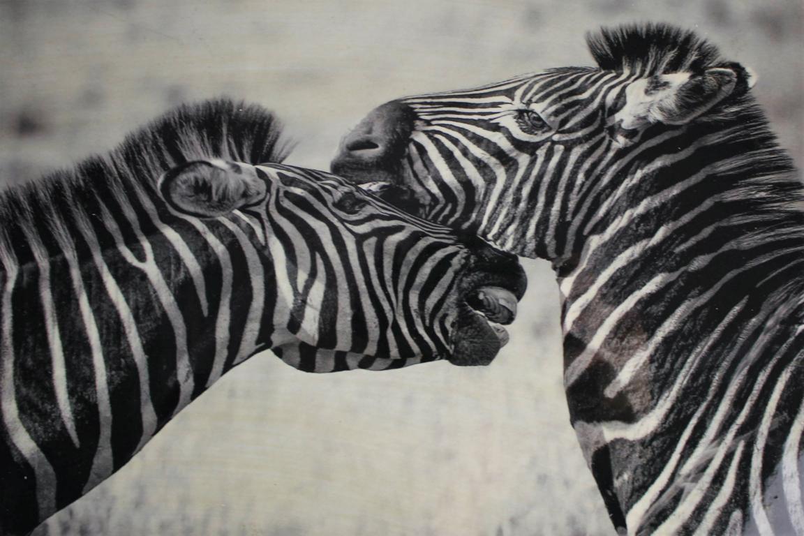 Foto von 2 Zebras in Sepia Farbe